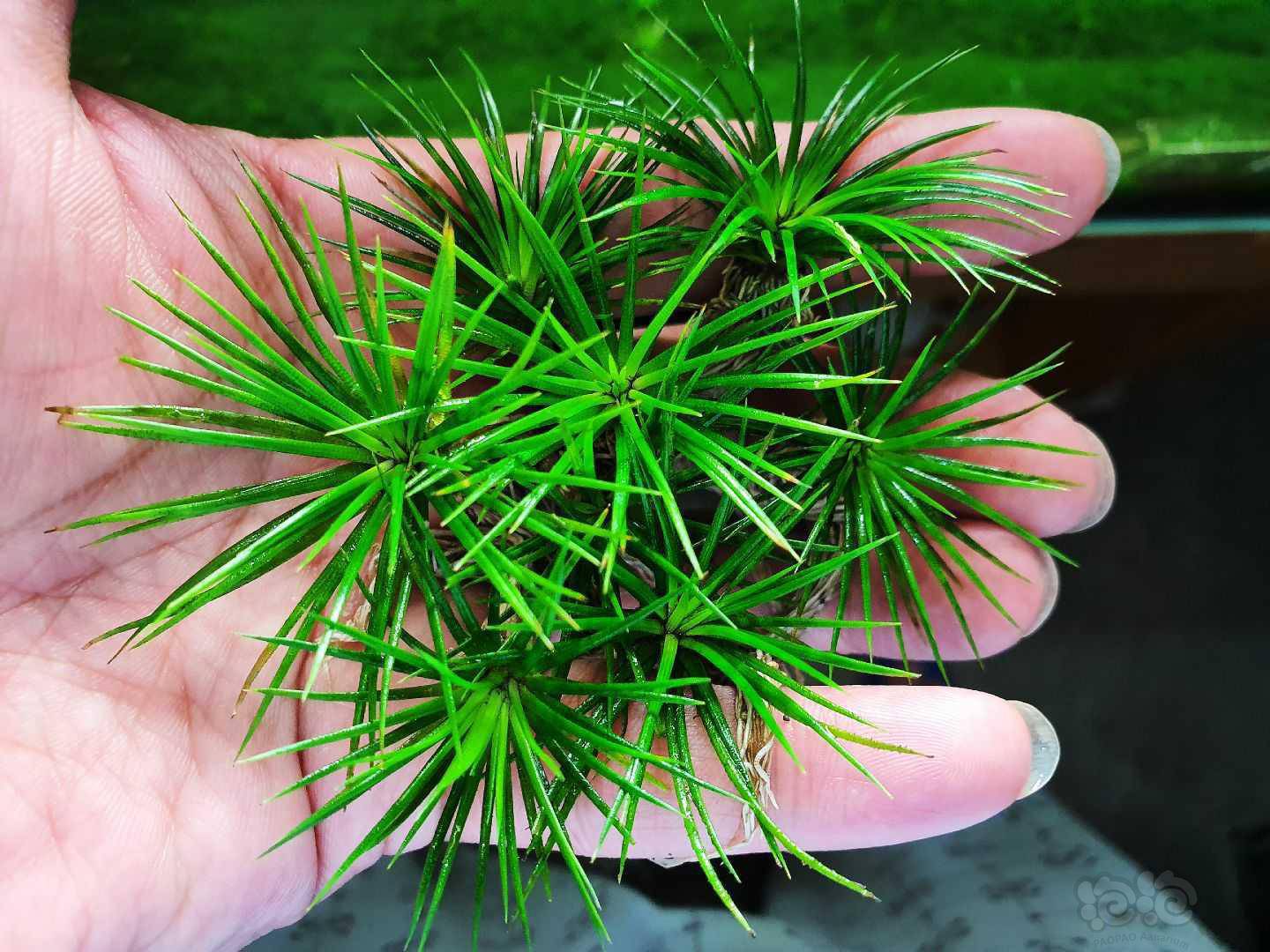 国王红谷精 雾岛 白玉谷精 果露蕨