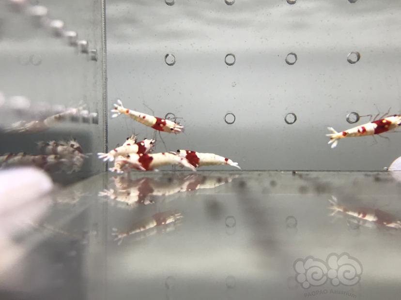 【虾】2021-08-24#RMB拍卖#纯血红白水晶虾一份16只-图5