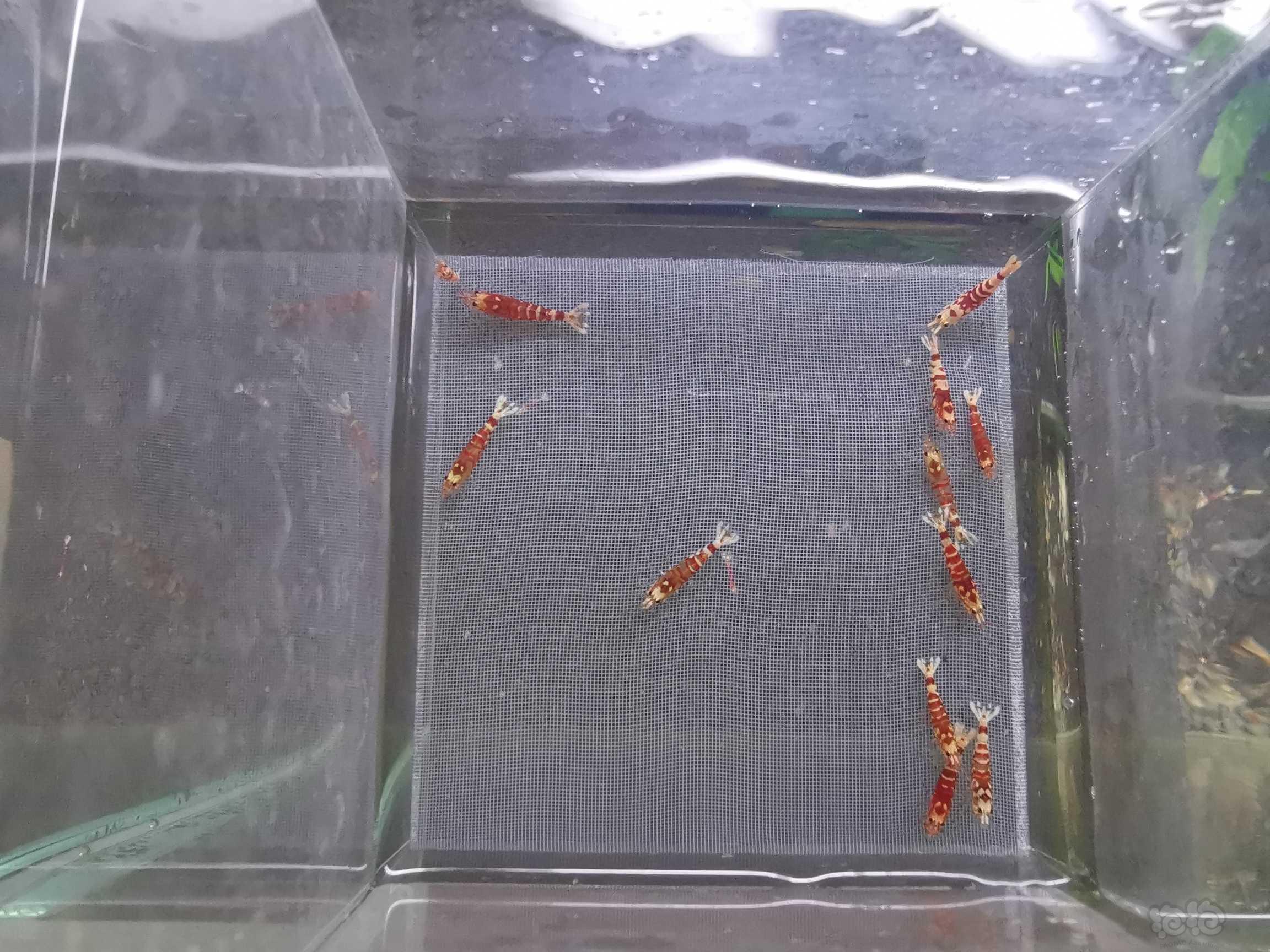【虾】2021-8-29#RMB拍卖红花虎水晶虾-图4