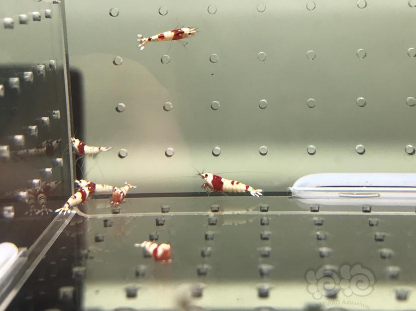 【虾】2021-08-12#RMB拍卖#纯血红白水晶虾一份10只-图4
