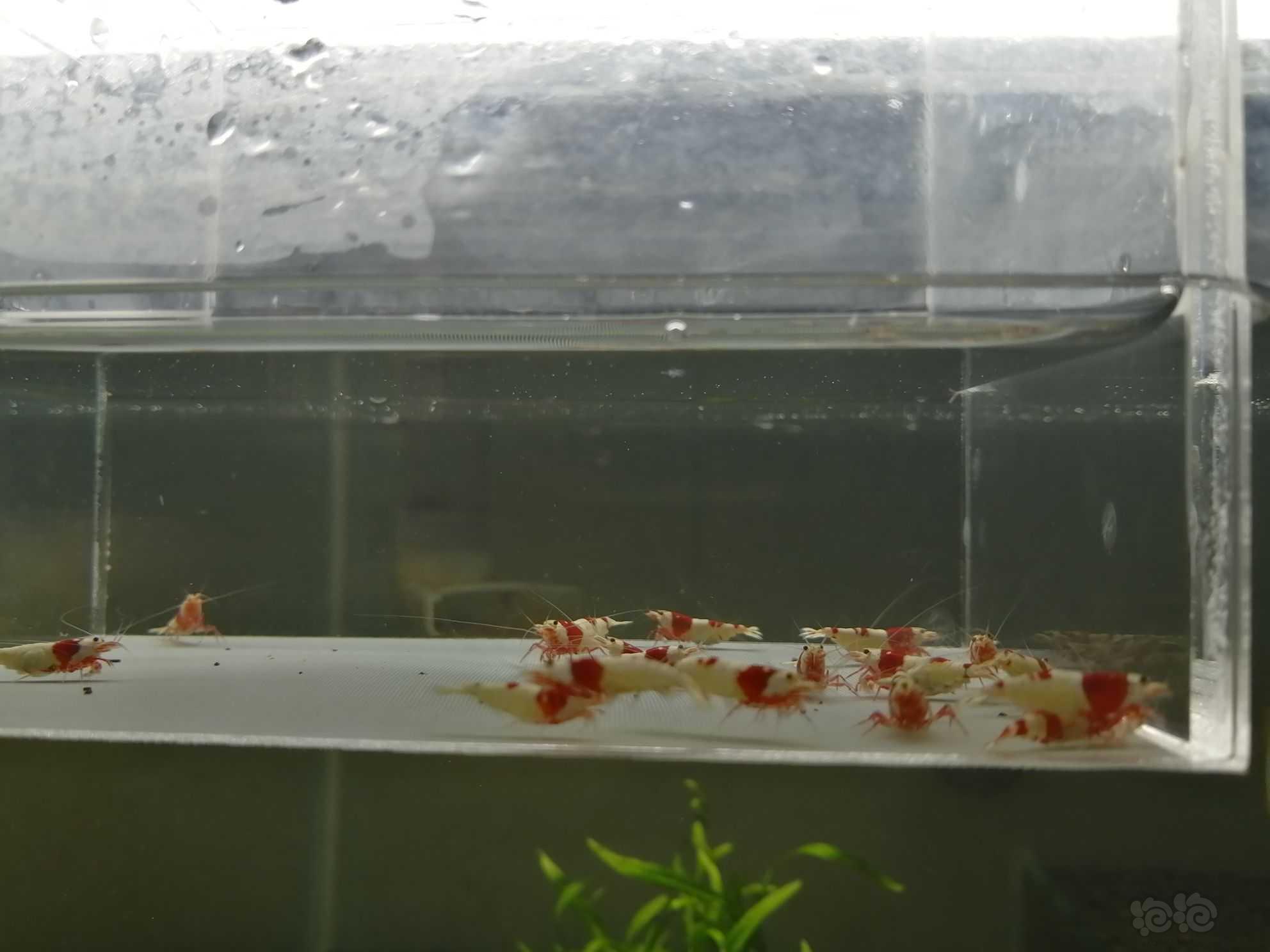 【虾】2021-08-05＃RMB拍卖纯血红白繁殖组21只。-图9