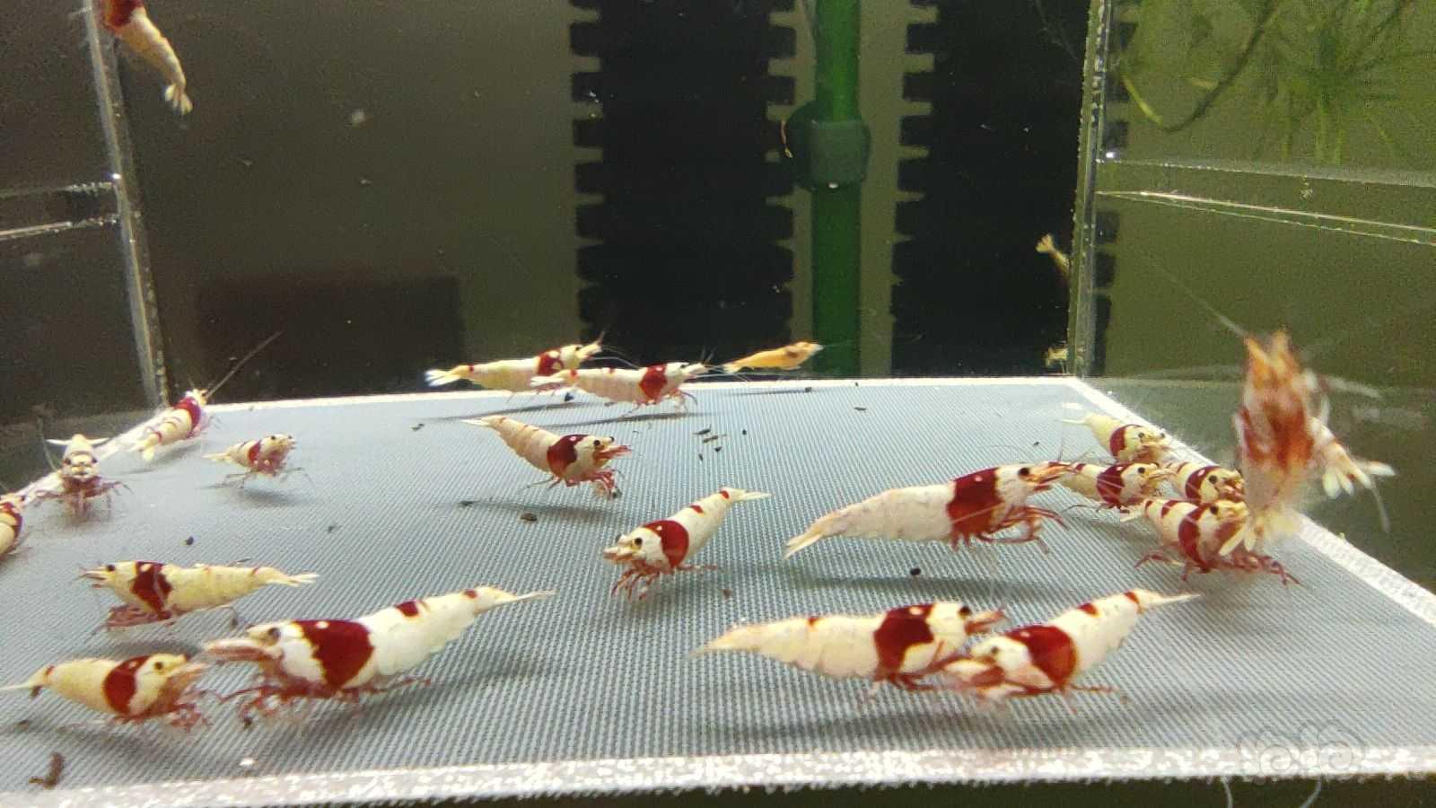 【虾】2021-08-17#RMB拍卖红白水晶虾25只-图3