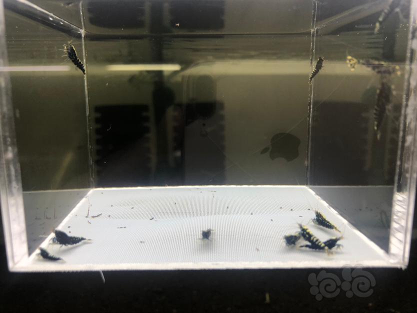 【虾】2021-08-13#RMB拍卖黑银河苗子10只-图1