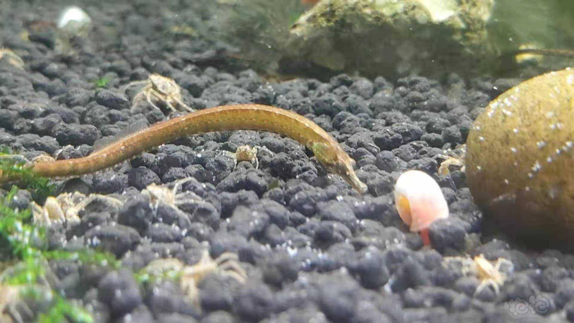 【其它】淡水红腹海龙