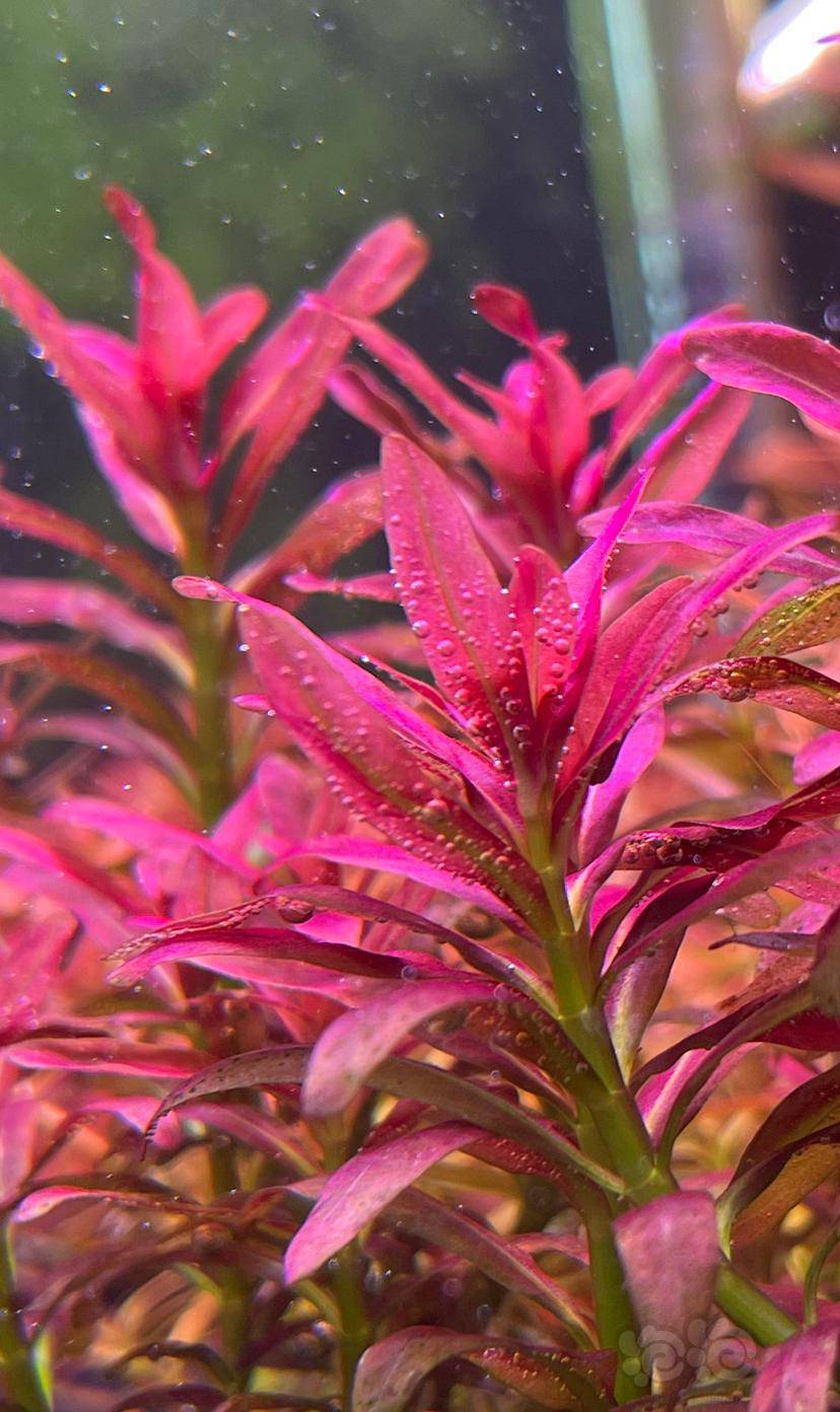 出优质水草 夕烧 南美小圆叶 红唇丁香-图3