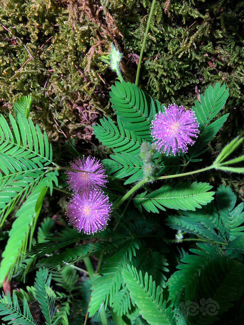 其他含羞草开花了