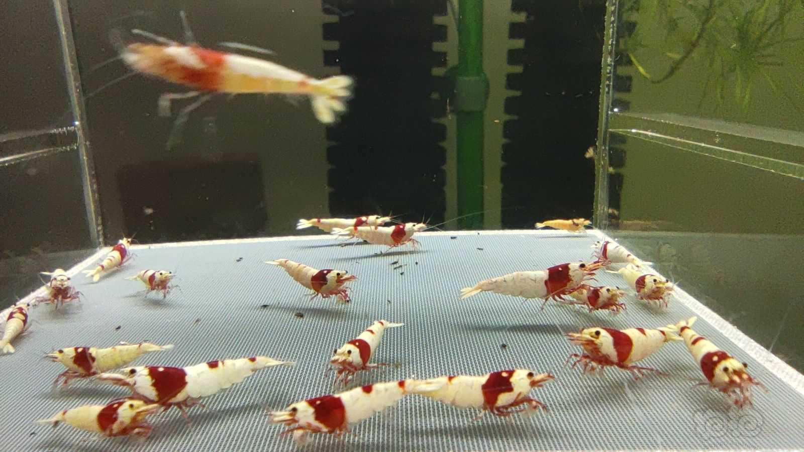 【虾】2021-08-17#RMB拍卖红白水晶虾25只-图4