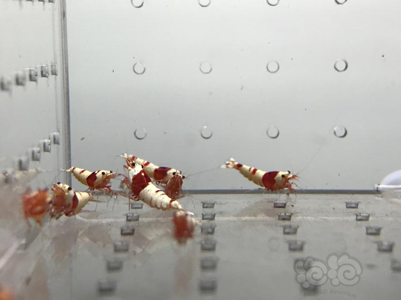 【虾】2021-08-07#RMB拍卖#纯血红白水晶虾一份10只-图4