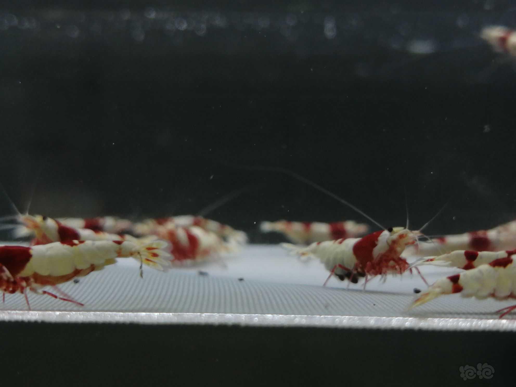 【虾】2021-08-05＃RMB拍卖纯血红白繁殖组21只。-图8