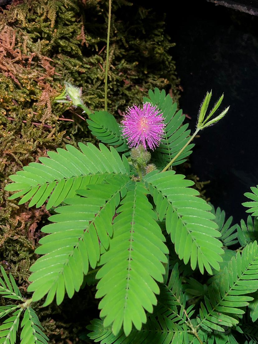 其他含羞草開花了