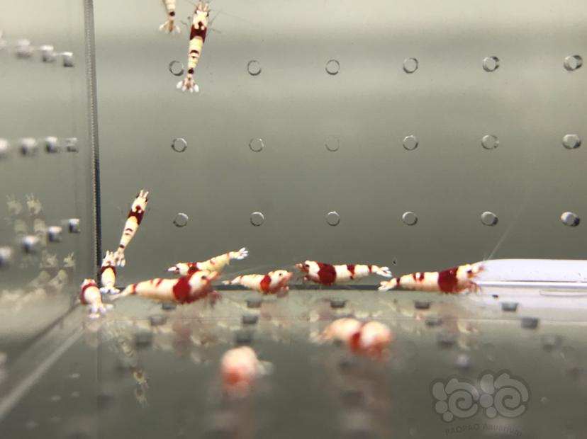【虾】2021-08-13#RMB拍卖#纯血红白水晶虾一份18只-图9