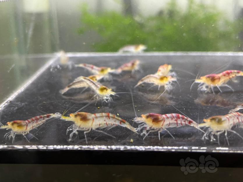 【虾】2021-08-15 # RMB拍卖金眼红虎纹20只-图2