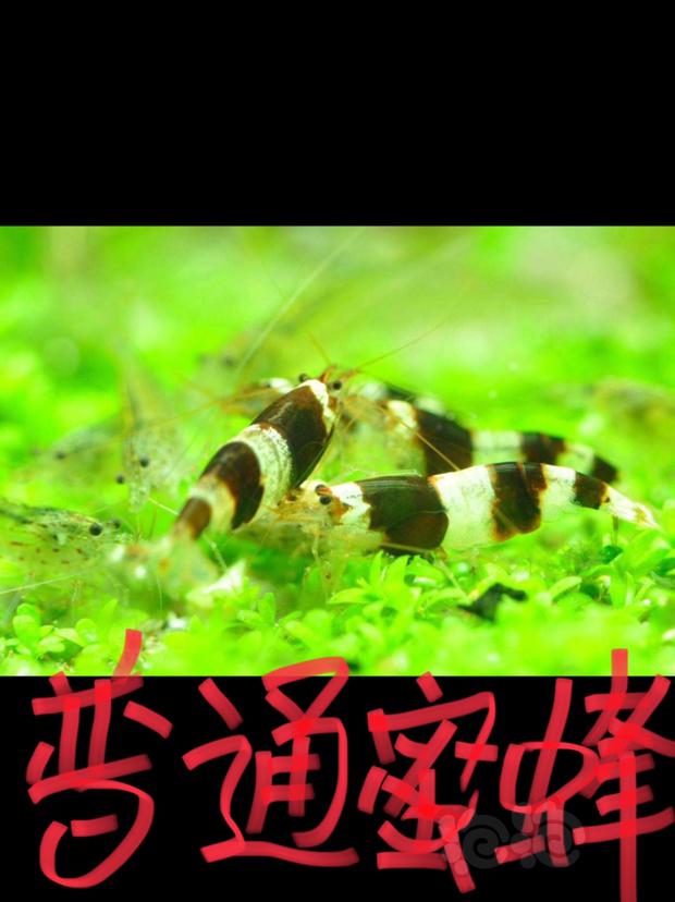 暑假日更：水晶虾的“老祖宗”———————蜜蜂虾🐝🐝🐝-图1