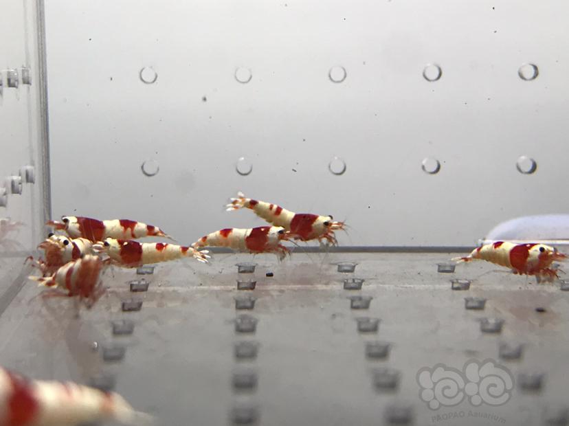 【虾】2021-08-07#RMB拍卖#纯血红白水晶虾一份10只-图2