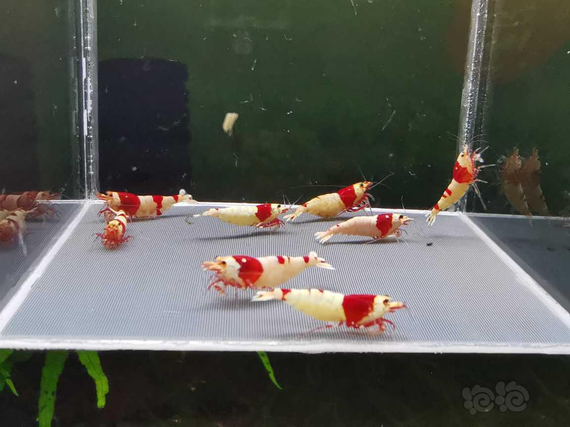 【虾】2021-08-30#RMB拍卖红白母虾八只，三只抱蛋。-图3