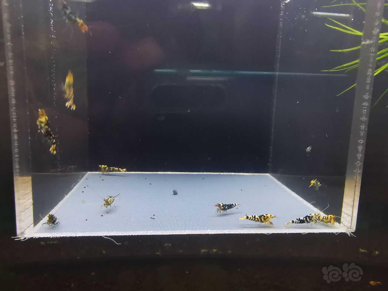 【虾】2021-08-26#RMB拍卖#黑花虎水晶虾幼虾一份12只-图2
