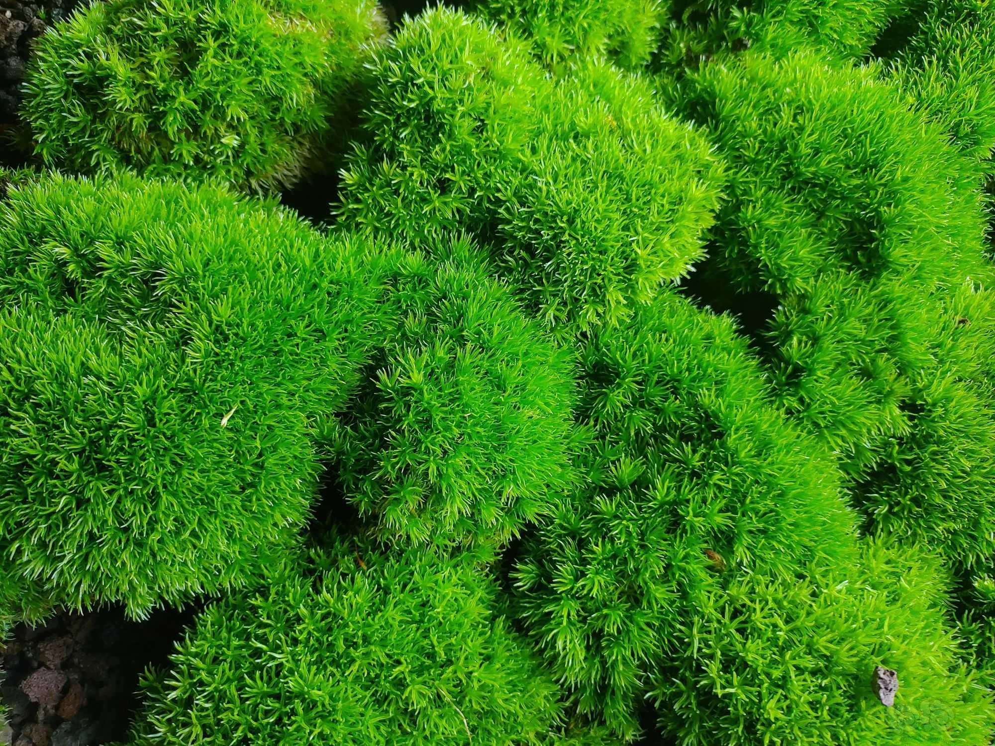 【苔藓】一片绿色的白发藓-图1