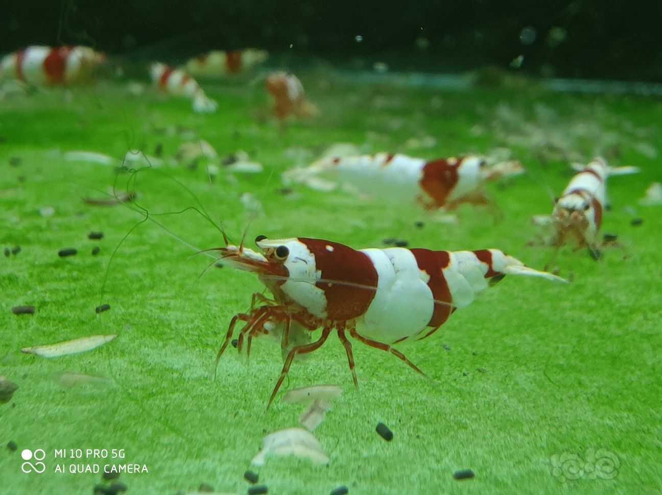 红白母虾-图3