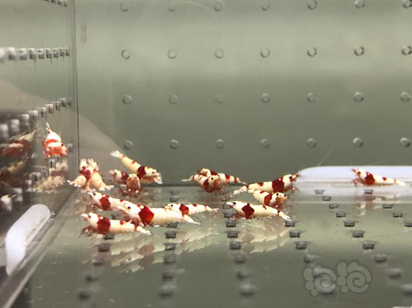 【虾】2021-08-10#RMB拍卖#纯血红白水晶虾一份18只-图6