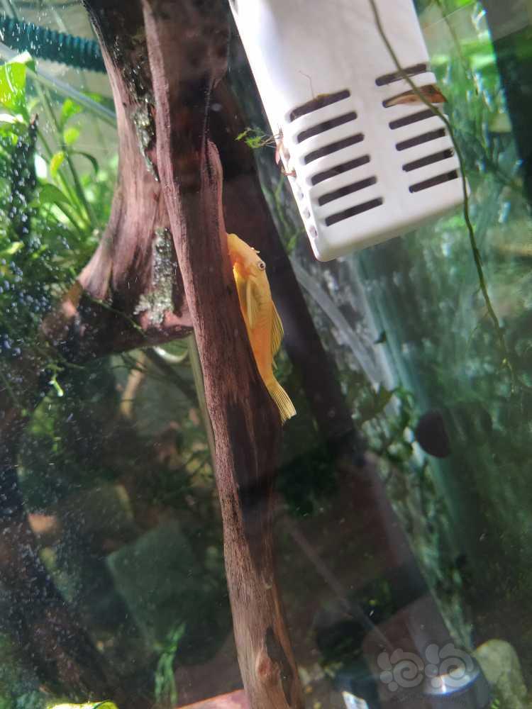 【其它】求助，黄金大胡子自己在鱼缸繁殖了能证明水质嘛-图1