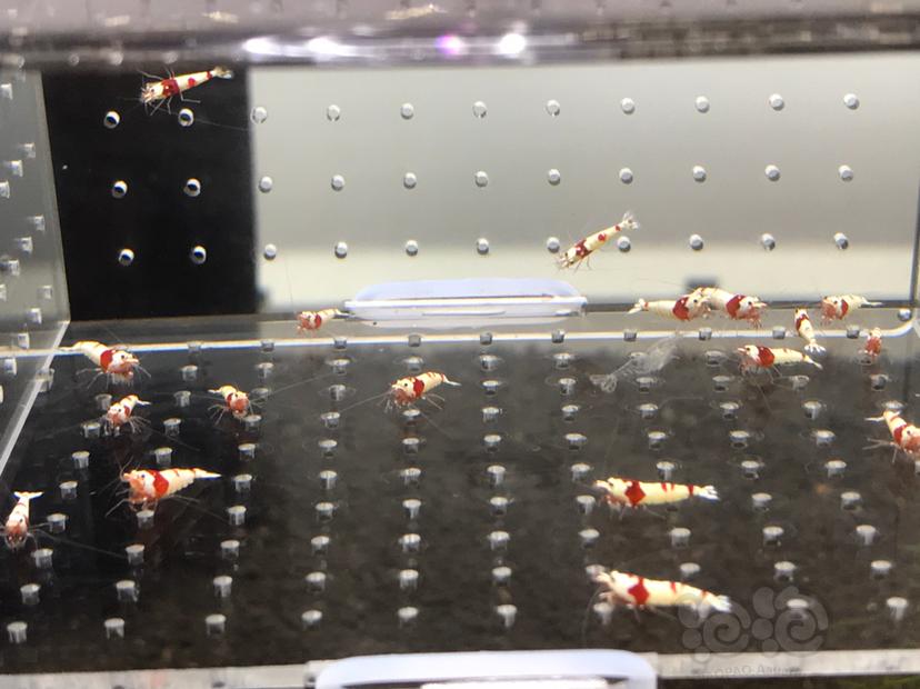 【虾】2021-08-06#RMB拍卖#纯血红白水晶虾一份18只-图3