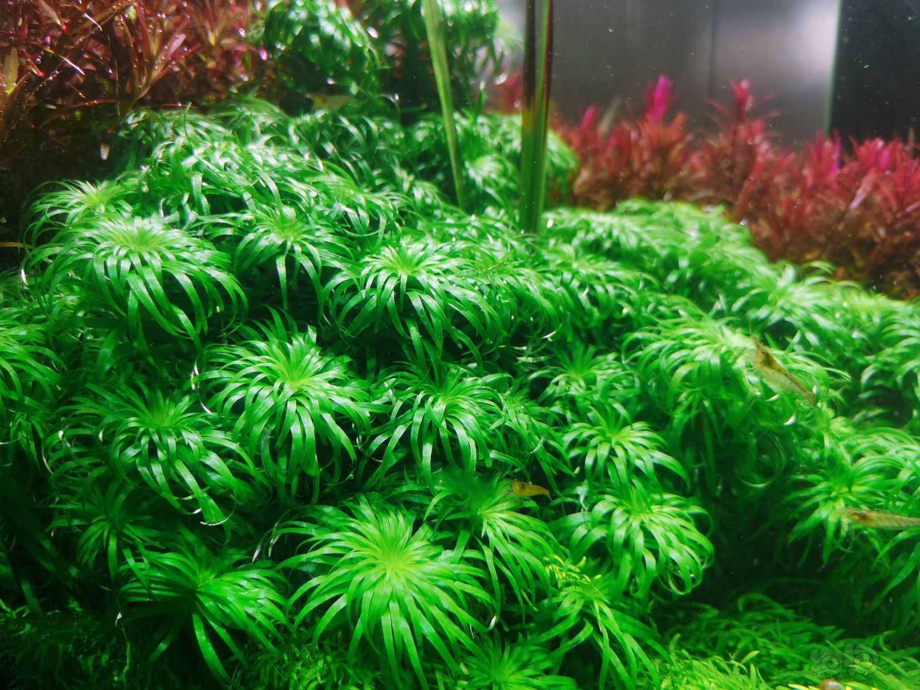 水草交易 出普太30颗 30元包邮