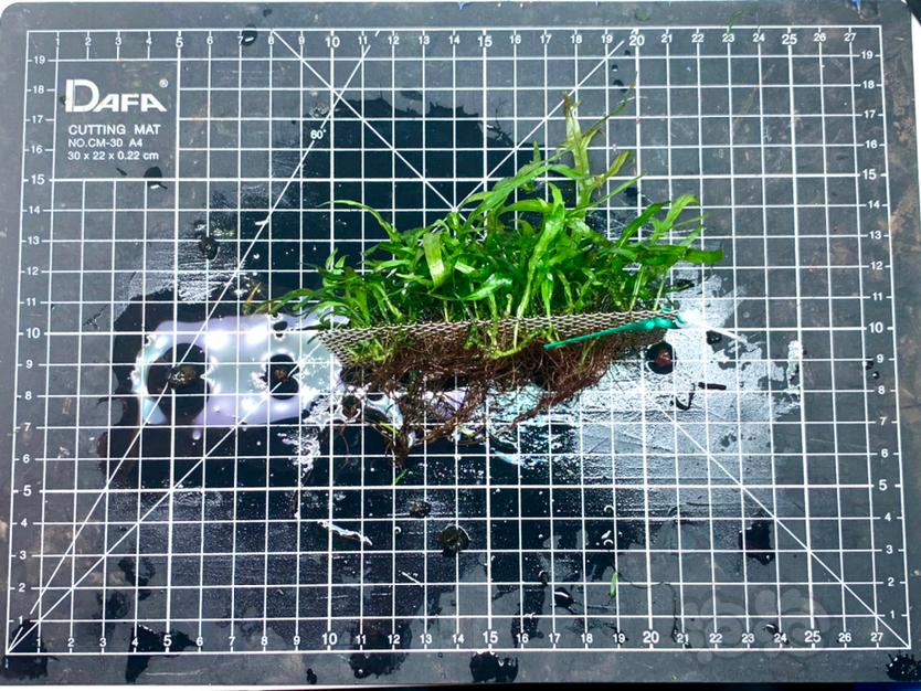 出阿根廷皇冠，叉叶铁，迷你榕，小水榕，青木蕨等阴性草缸用植物-图8