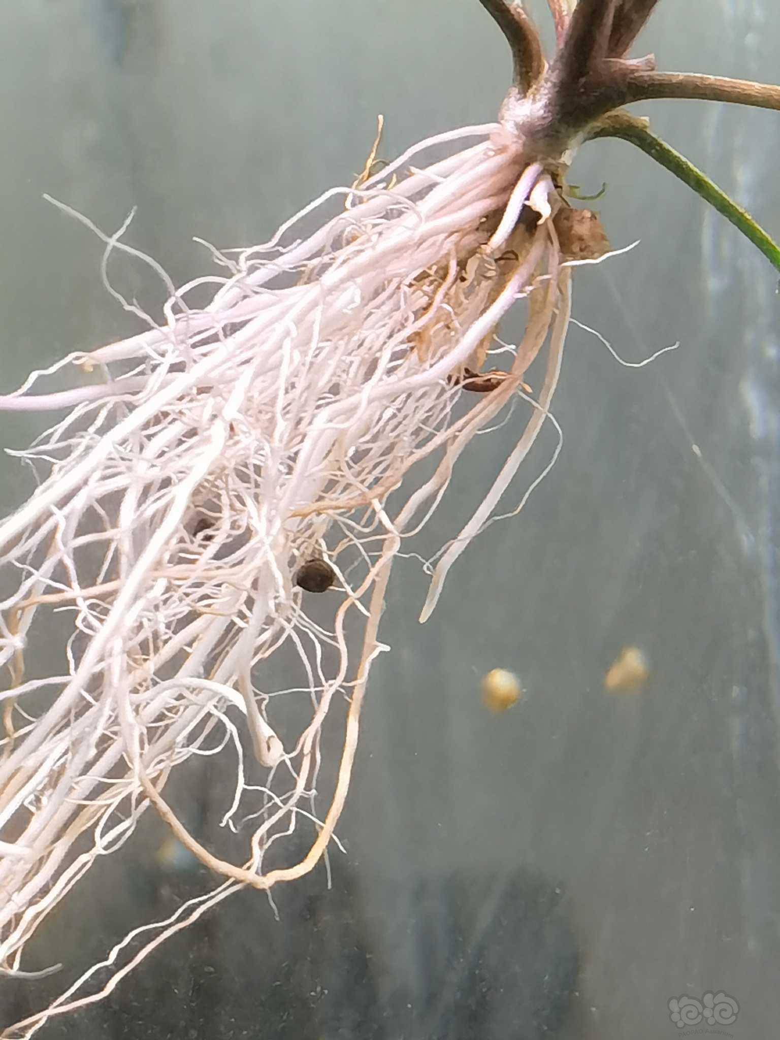 出颗水下粗纹西瓜