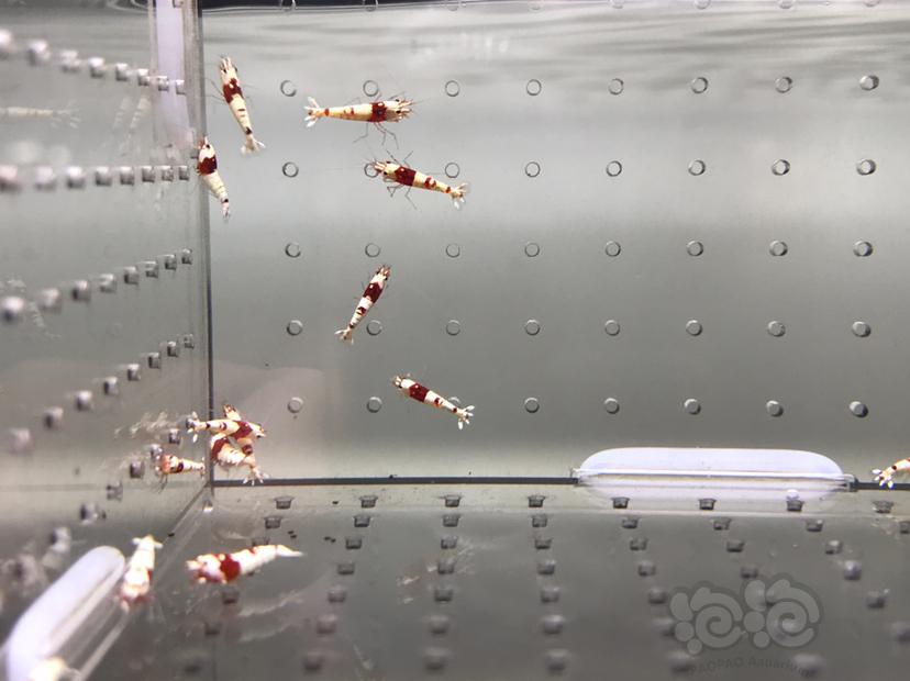 【虾】2021-08-21#RMB拍卖#纯血红白水晶虾一份15只-图9