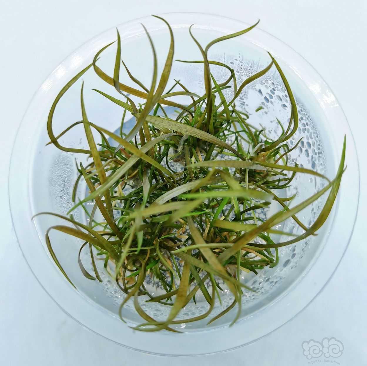 细叶椒草，白玉太阳-图1