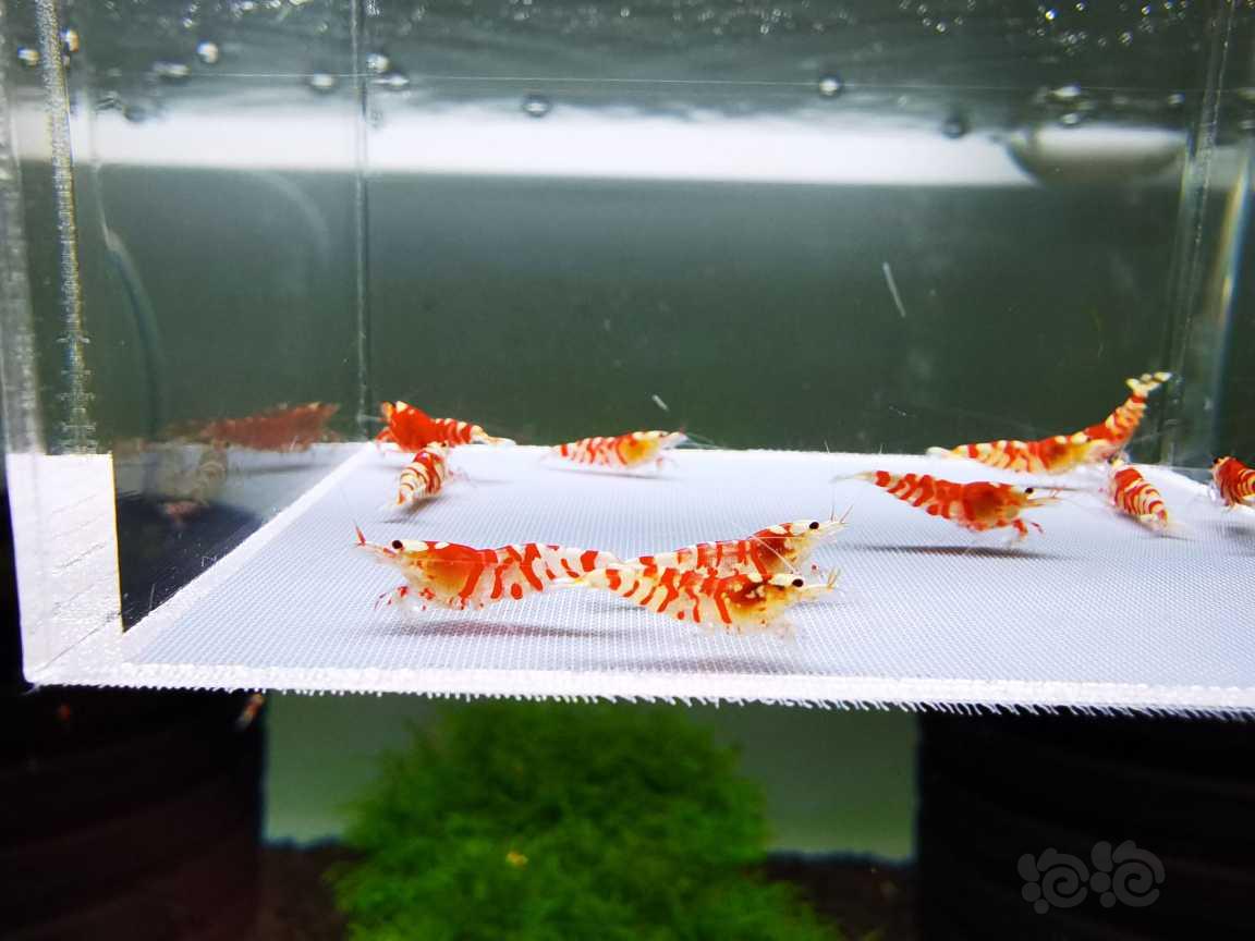 【虾】2021-08-17#RMB拍卖#精品红花虎苗子一份12只-图2