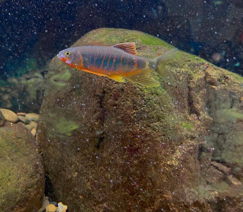 珍贵的类高屏鱲,将凋谢在原产地-图8