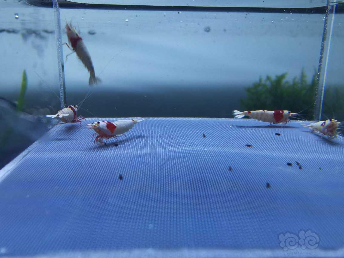 【虾】2021-08-26＃RMB拍卖经典水晶虾红白4只-图6