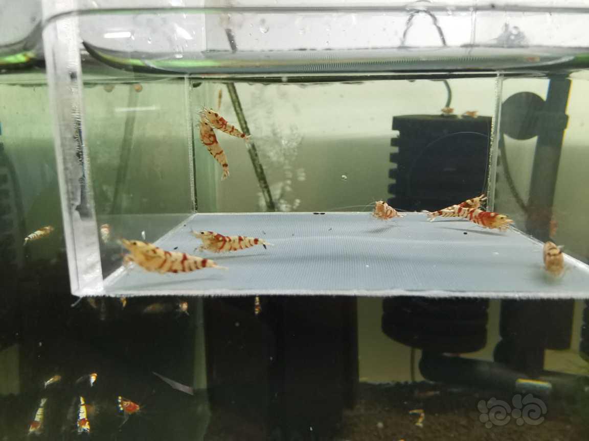【虾】2021-08-12＃RMB拍卖红花虎水晶虾8只-图4