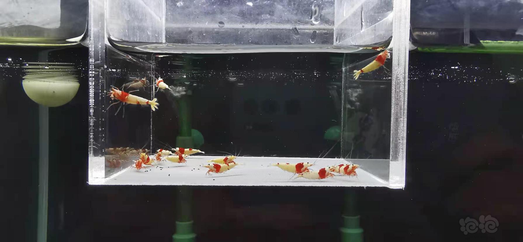 【虾】2021－08－29#RMB拍卖#红白水晶虾一份15只-图3