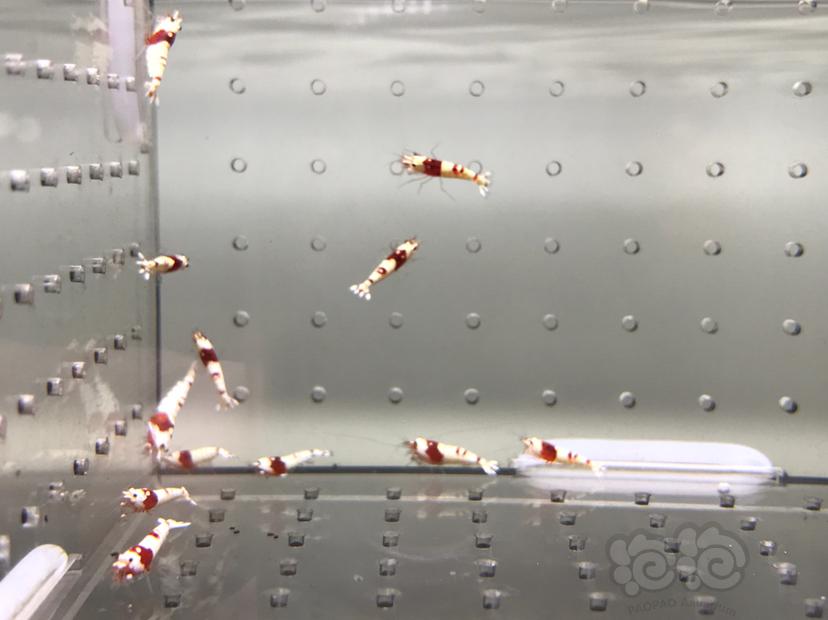 【虾】2021-08-21#RMB拍卖#纯血红白水晶虾一份15只-图8
