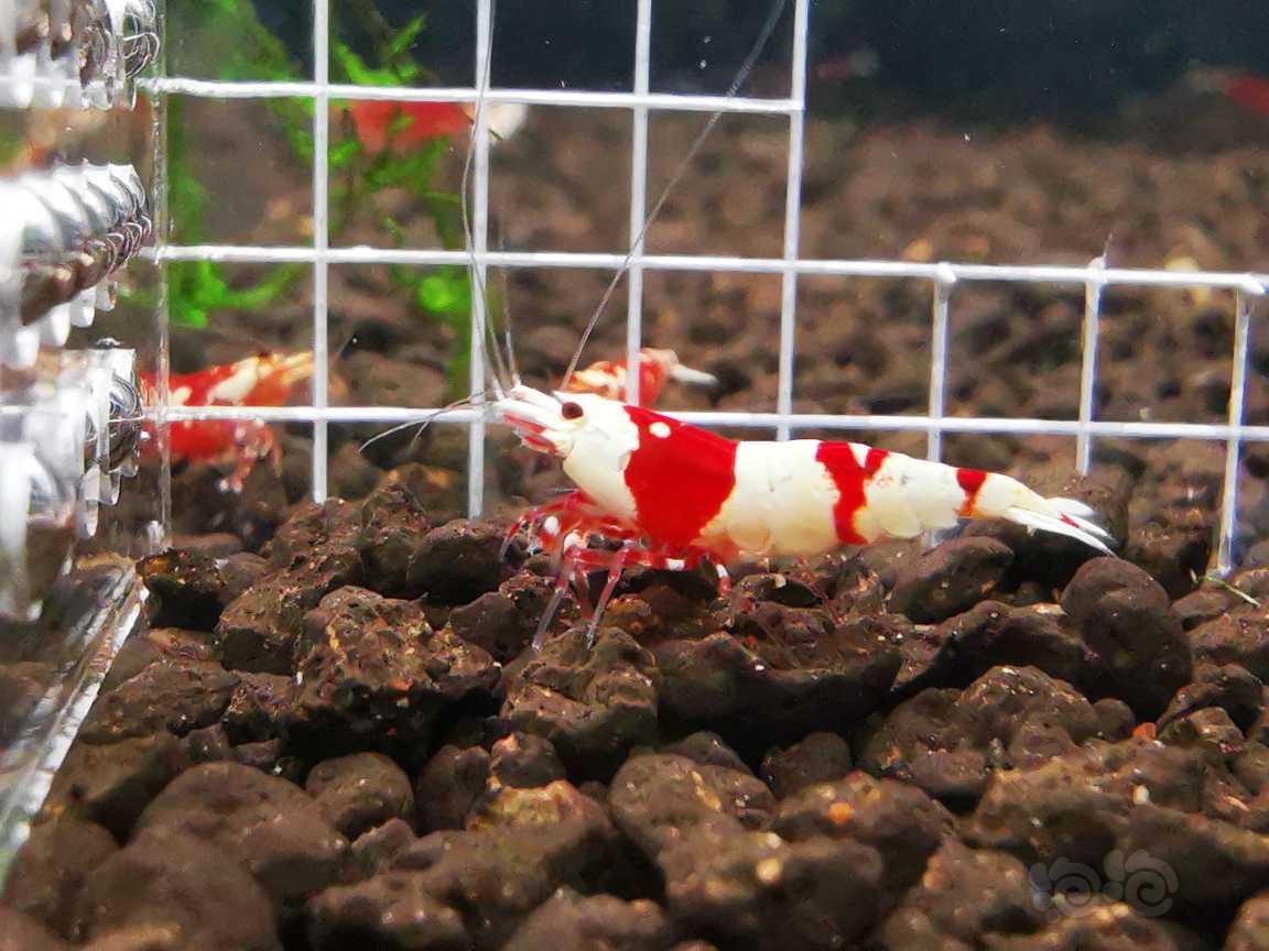 【虾】2021-8-11RMB拍卖 红白公虾6只-图5