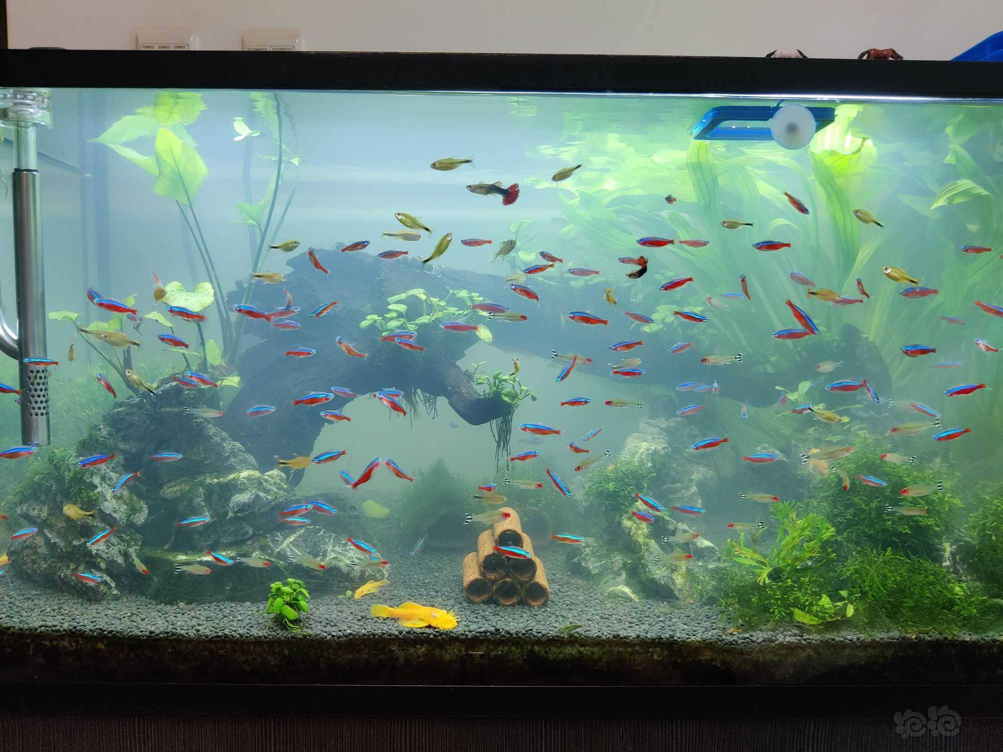 戊二醛除藻消化系统崩了 泡泡水族