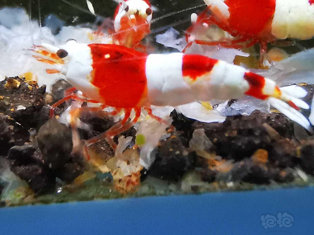 【虾】2021-8-26#RMB拍卖精品红白幼虾8只-图1
