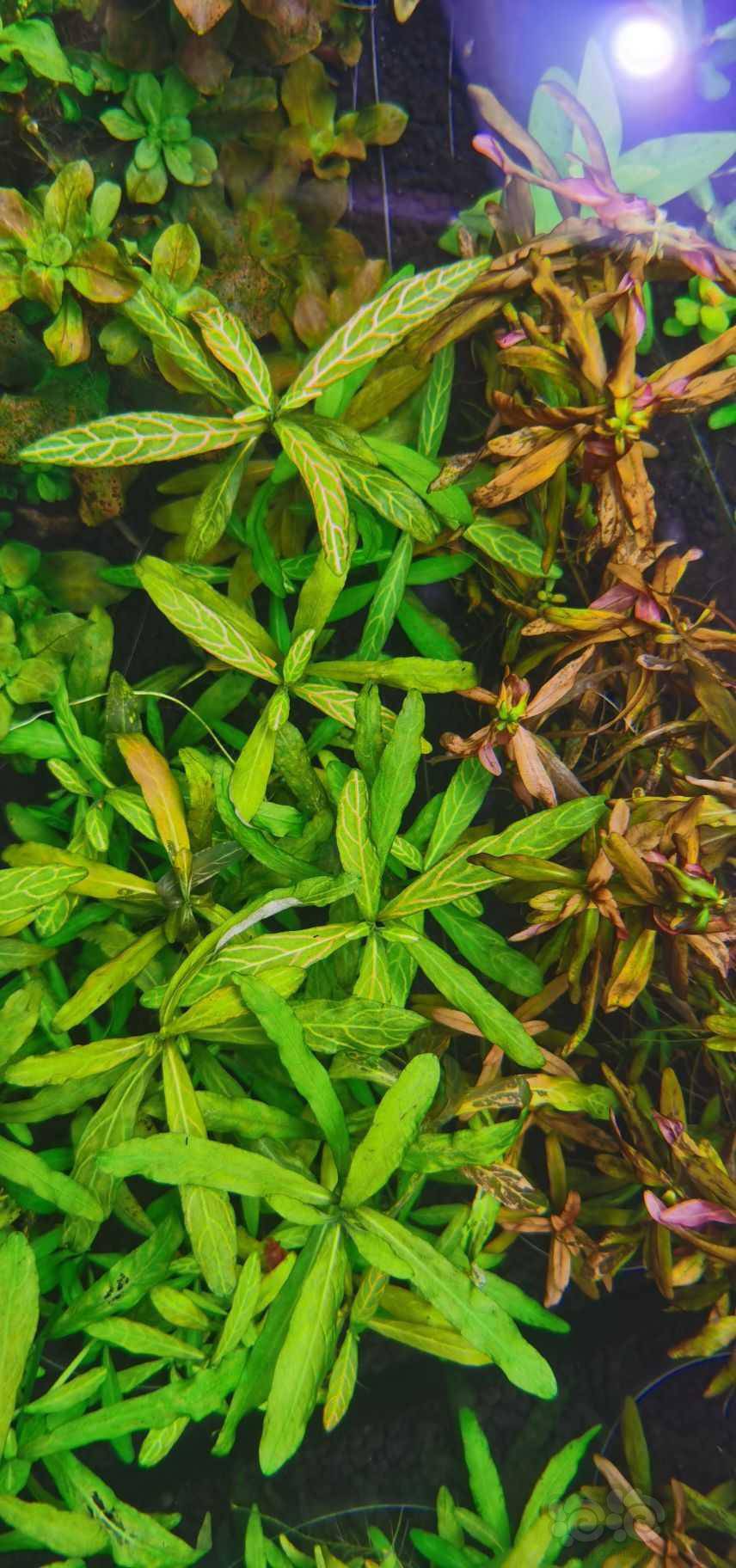 10枝  鲁宾叶底红 8枝  古巴叶底红 3枝  紫三角 8枝  天堂鸟 4枝