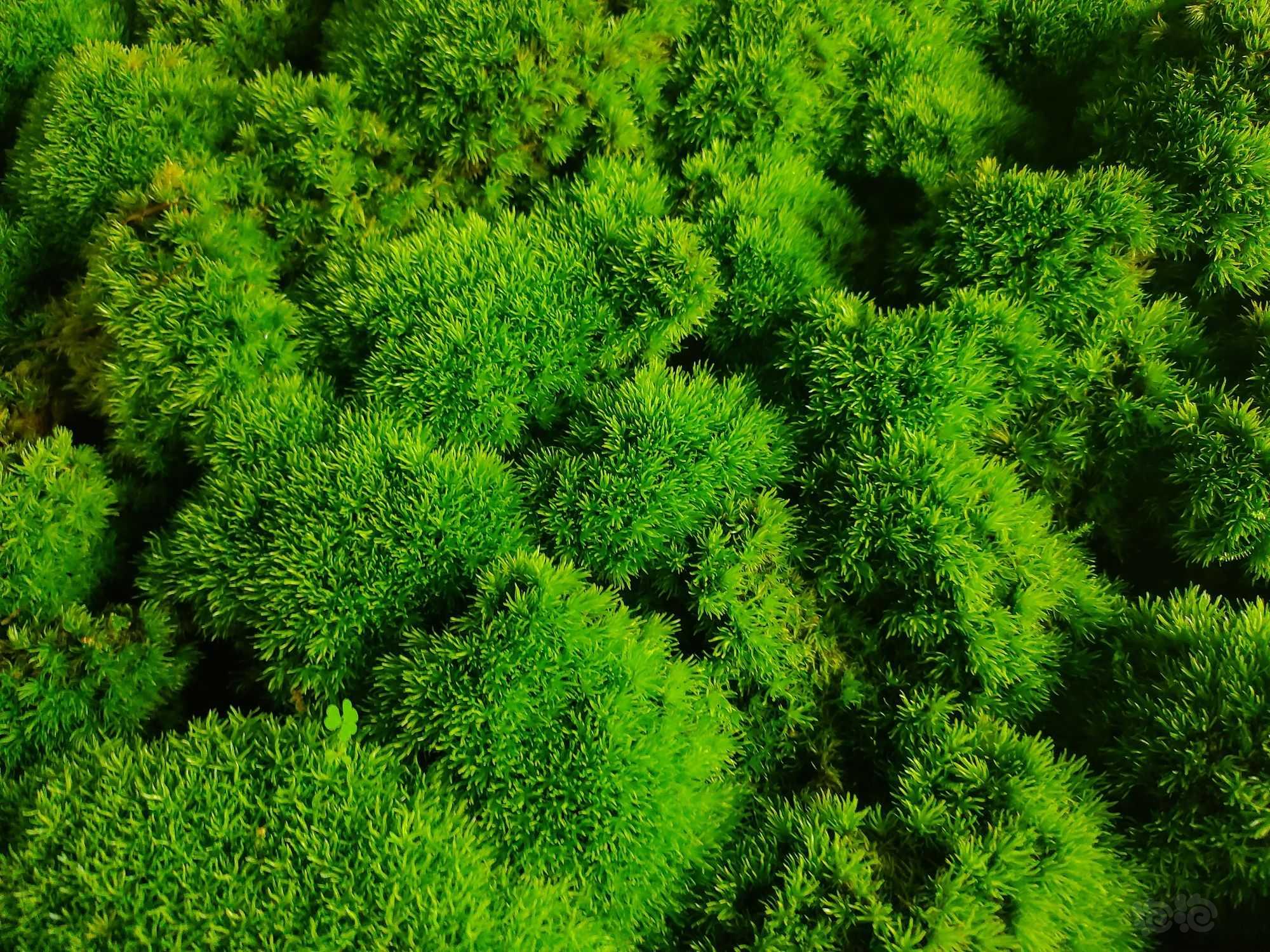 【苔藓】一片绿色的白发藓-图3