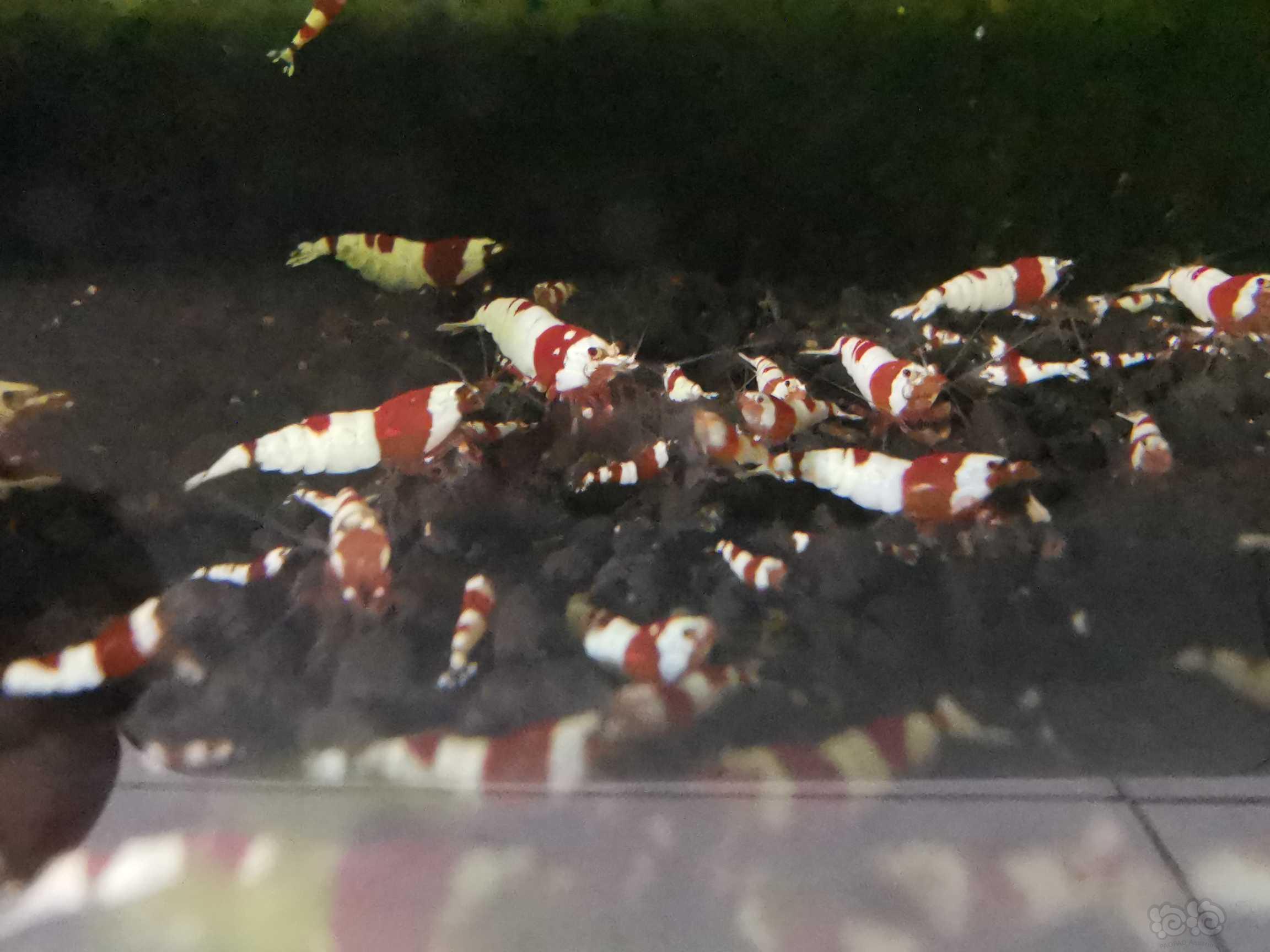 【水晶虾】长期出售红白纯血，红花虎水晶虾-图4