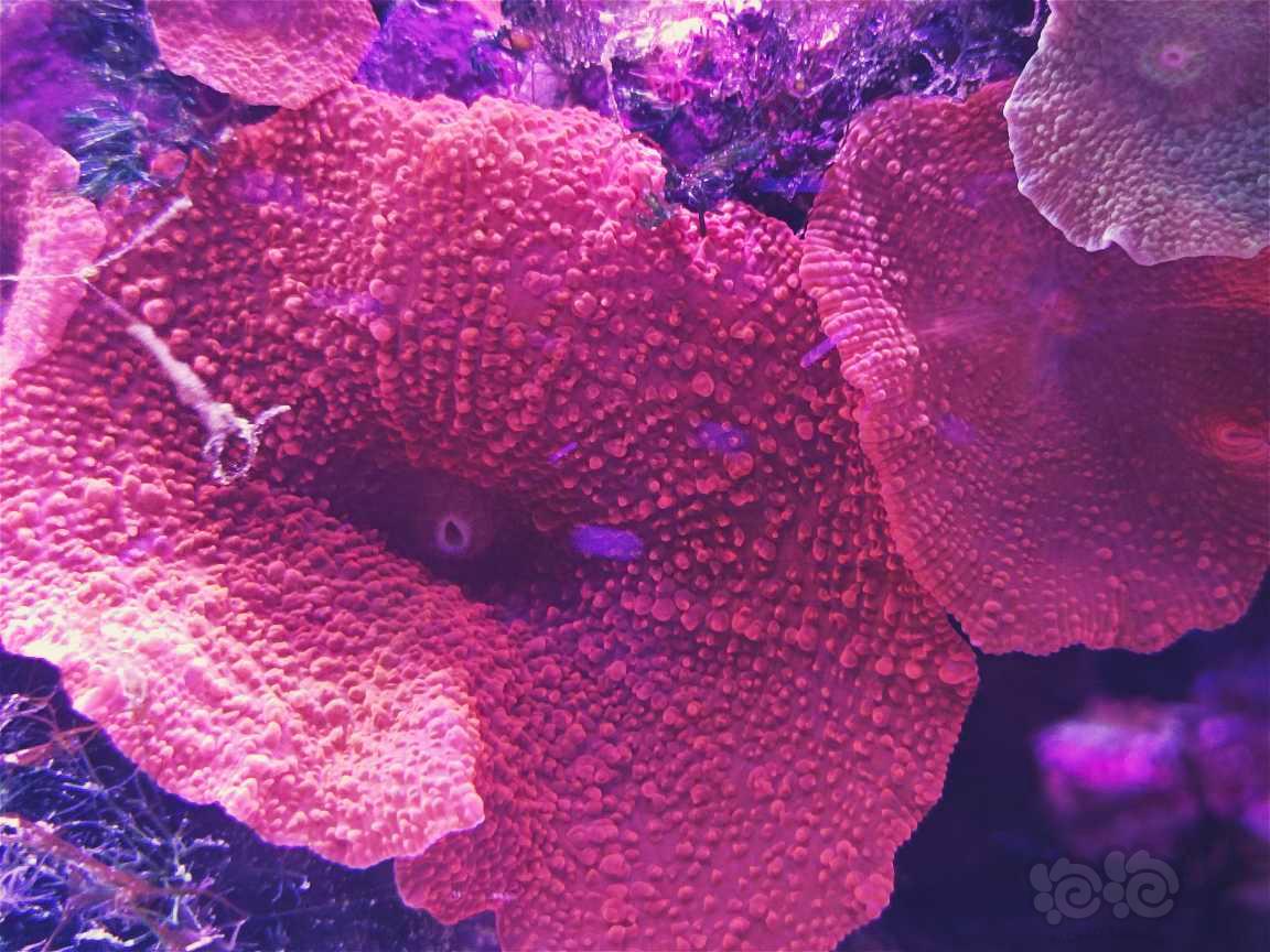 珊瑚色诱菇类-图1