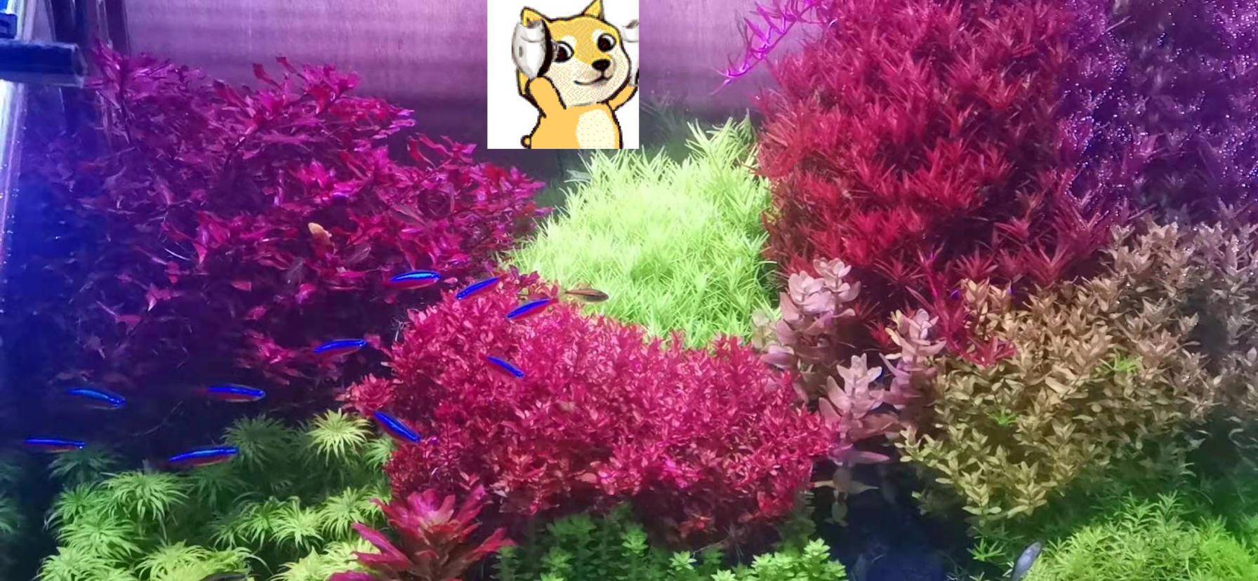 出水草185棵38包邮免包装 泡泡水族