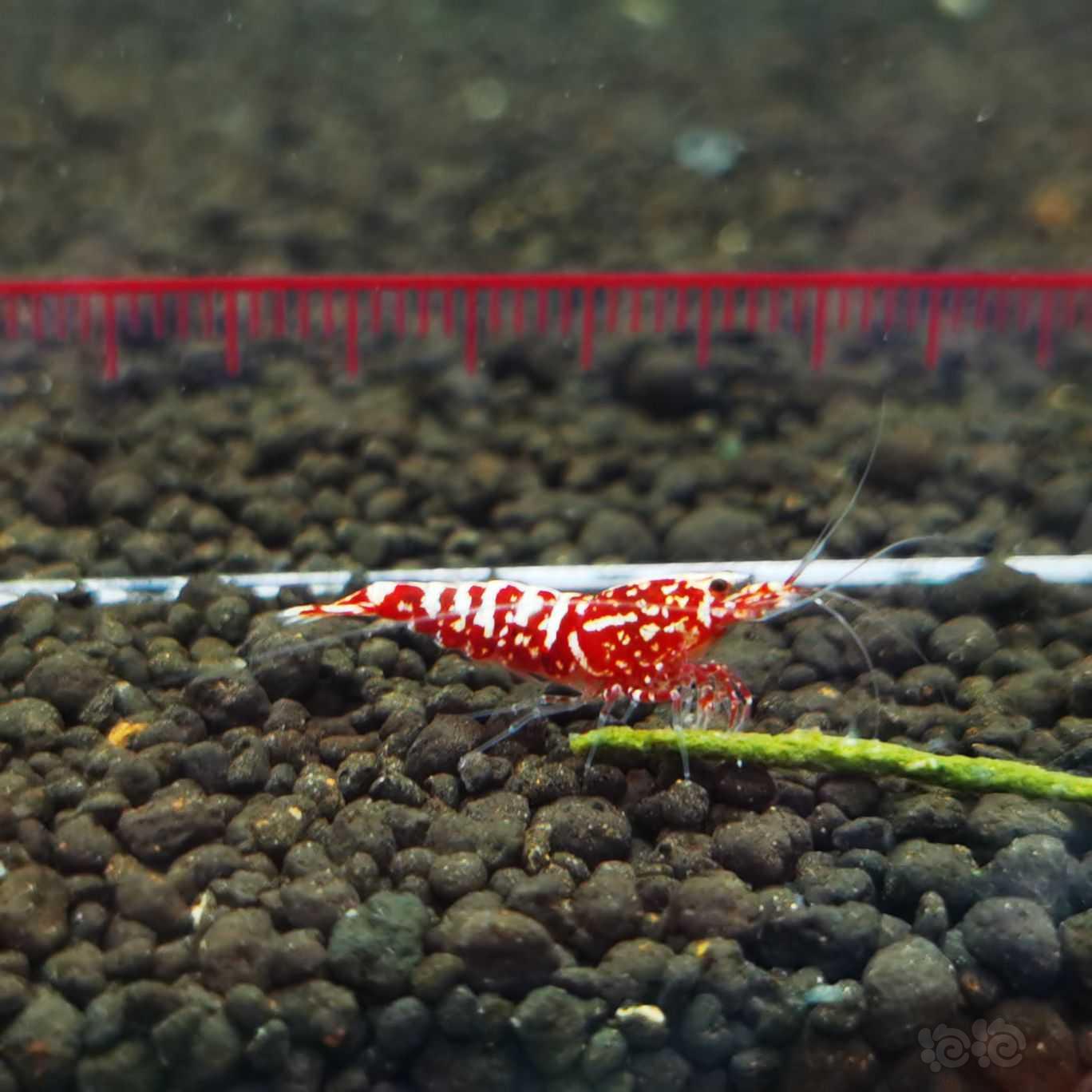 【虾】2021-08-09#RMB拍卖红银河雪花新成水晶虾一份2只-图1