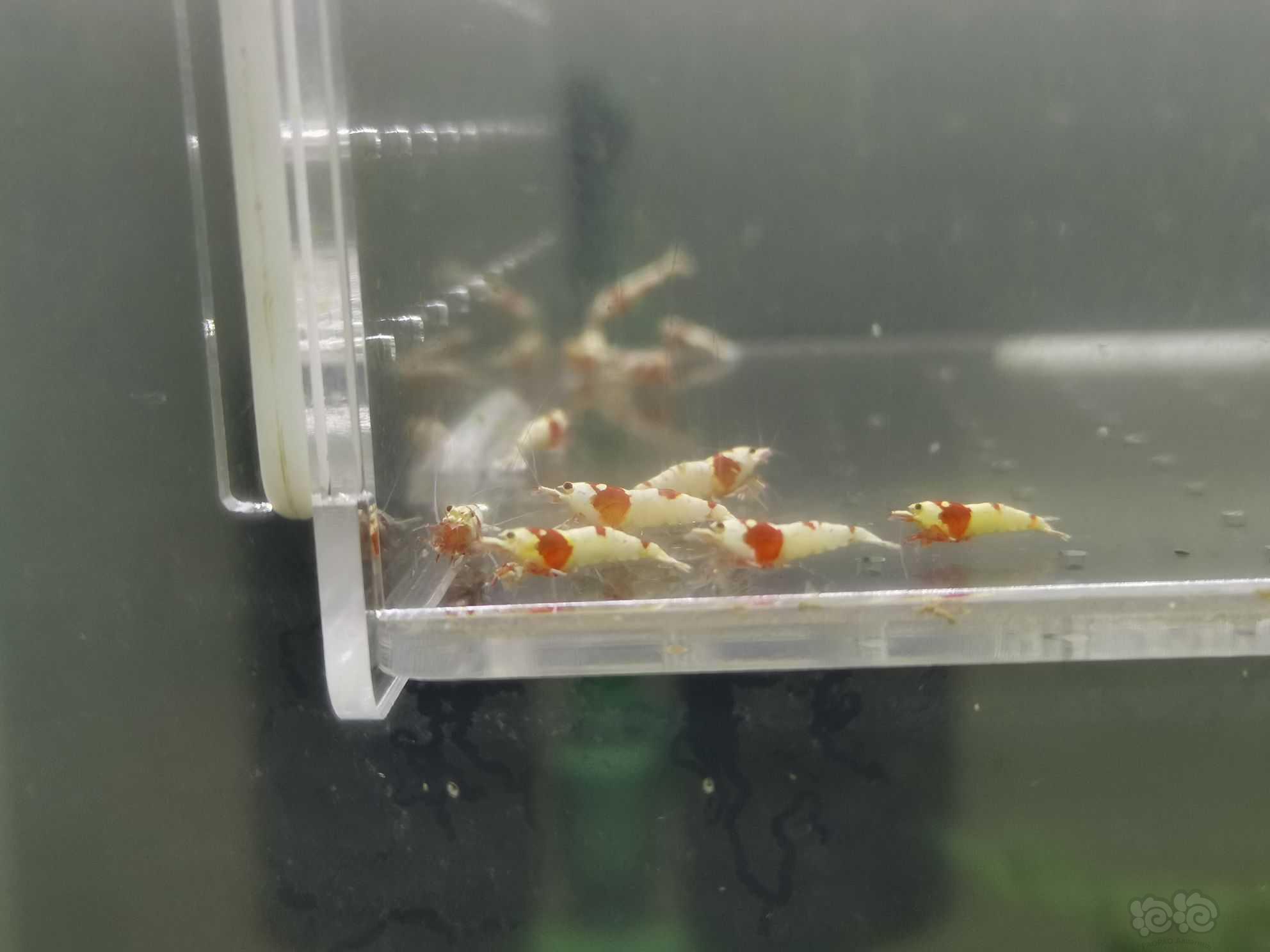 【虾】2021-08-22#RMB拍卖红白水晶虾15只-图4