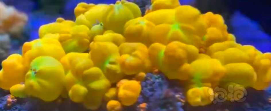 珊瑚色诱菇类-图4