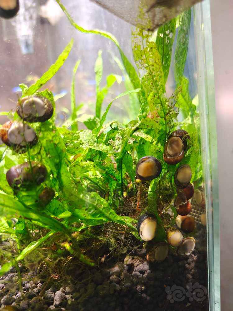 彩蛋螺真的会吃水草 泡泡水族