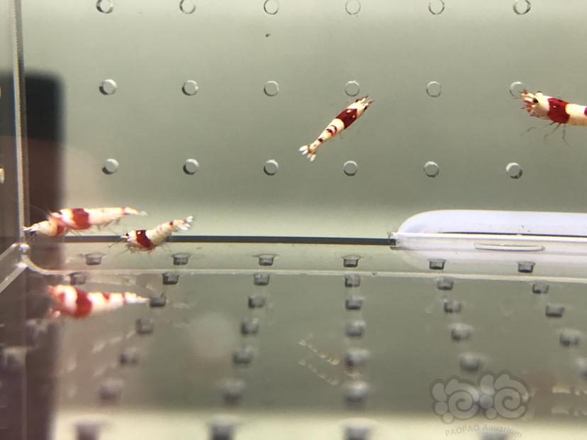 【虾】2021-08-12#RMB拍卖#纯血红白水晶虾一份10只-图1