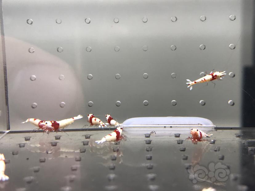 【虾】2021-08-17#RMB拍卖#纯血红白水晶虾一份15只-图3